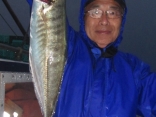 アジ48ｃｍ