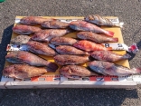 田島さんの磯釣りでの釣果です！