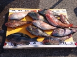 宮澤さんの磯釣りでの釣果です。