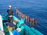 秋晴れの勝浦沖スルメイカ釣り！！