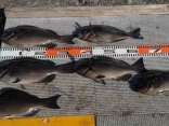 渡辺さんの磯釣りでの釣果です。