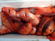 聡丸（千葉 太海港）｜つりー