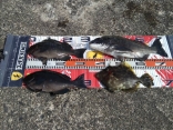 江塚さんの磯釣りでの釣果です。
