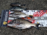 橋崎さんの磯釣りでの釣果です。