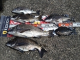 入谷さんの磯釣りでの釣果です。