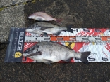宮木さんの磯釣りでの釣果です。