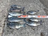 今西さんの磯釣りでの釣果です。