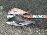 宮澤さんの磯釣りでの釣果です。