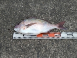 河合さんの磯釣りでの釣果です。