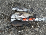 山本さんの磯釣りでの釣果です。