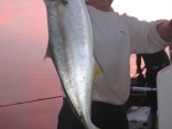 ヒラマサ81ｃｍ