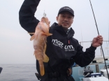 5/31アコウ