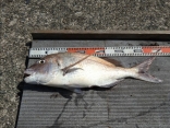 宮木さんの磯釣りでの釣果です。