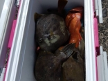 山口さんの磯釣りでの釣果です。