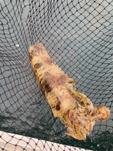 うみてん（熊本 三角東港）｜つりー