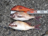 飯田さんの磯釣りでの釣果です。