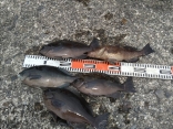 中島さん、畦地さんの磯釣りでの釣果です。