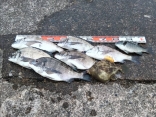 チャンチーさんの磯釣りでの釣果です。