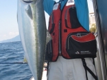 ブリ100ｃｍ