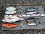 小林さんの磯釣りでの釣果です。