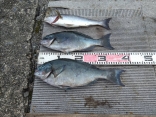 芥川さんの磯釣りでの釣果です。