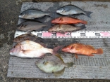 中島さんの磯釣りでの釣果です。
