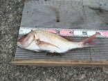 芥川さんの磯釣りでの釣果です。